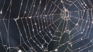 Halloween Cobweb scariest things web designer